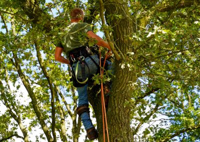 Bomen snoeien door Boomrooierij Dekker