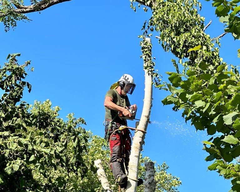 Bomen snoeien door Boomrooierij Dekker